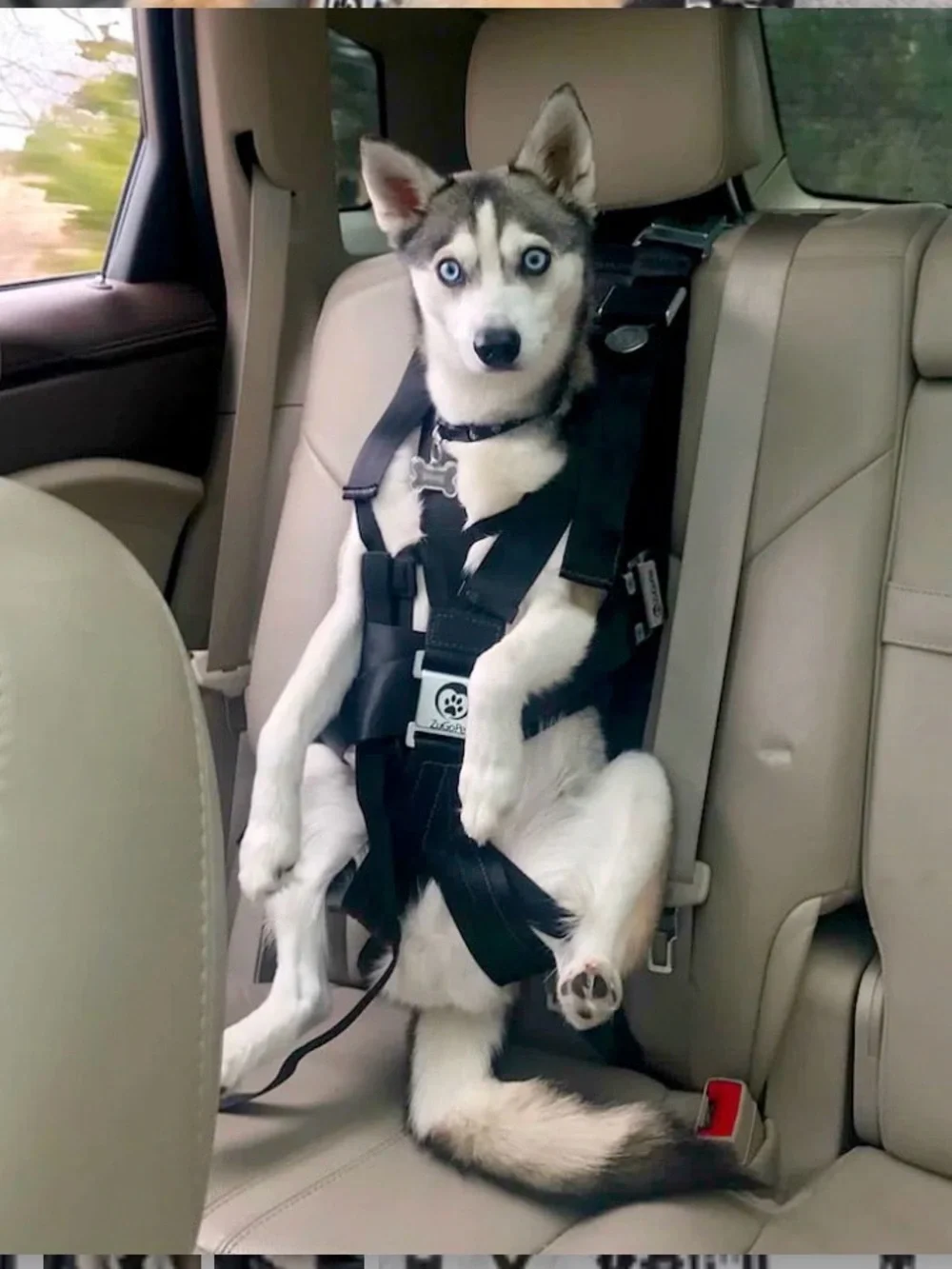 ZugoPet Rocketeer Multifunctional Harness